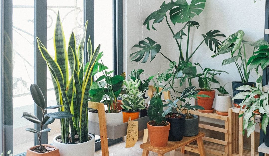 How can plants help your mental health?