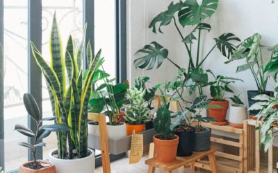 How can plants help your mental health?